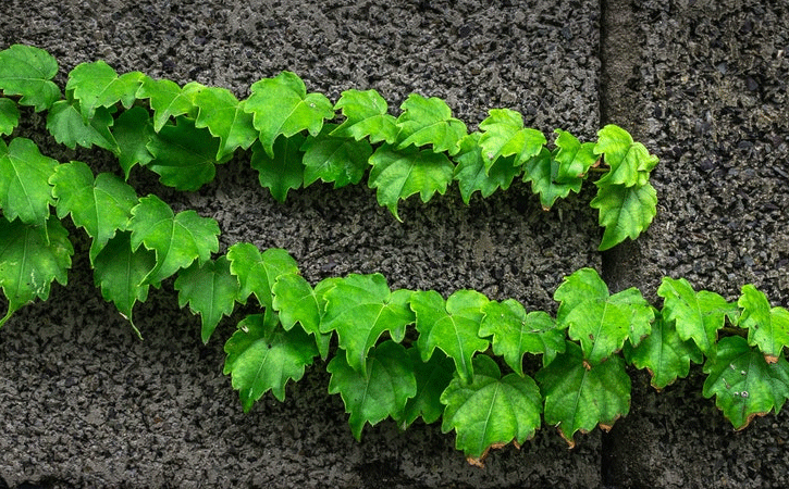 Poison Ivy Rash and treatment